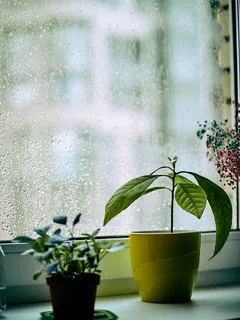 Twee potplanten op een vensterbank in natuurlijk licht