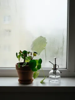 Plant in pot naast raam voor natuurlijk licht